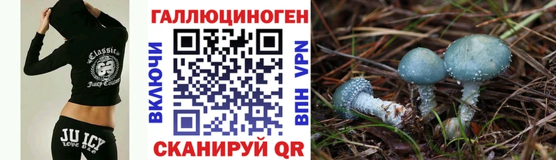 Купить где Каргат Псилоцибиновые грибы мицелий
